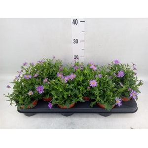 Brachycome  'Brasco Violet'