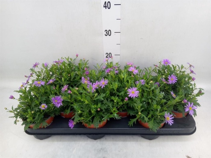 <h4>Brachycome  'Brasco Violet'</h4>