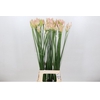 Nerine Bicolor Bionce