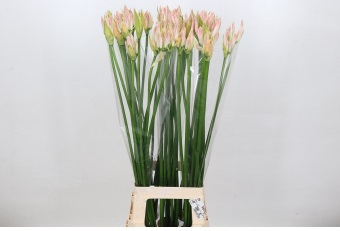 Nerine Bicolor Bionce
