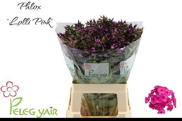 <h4>PHLOX P LOLLIPINK</h4>
