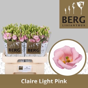 EUS E CLAIRE L PINK