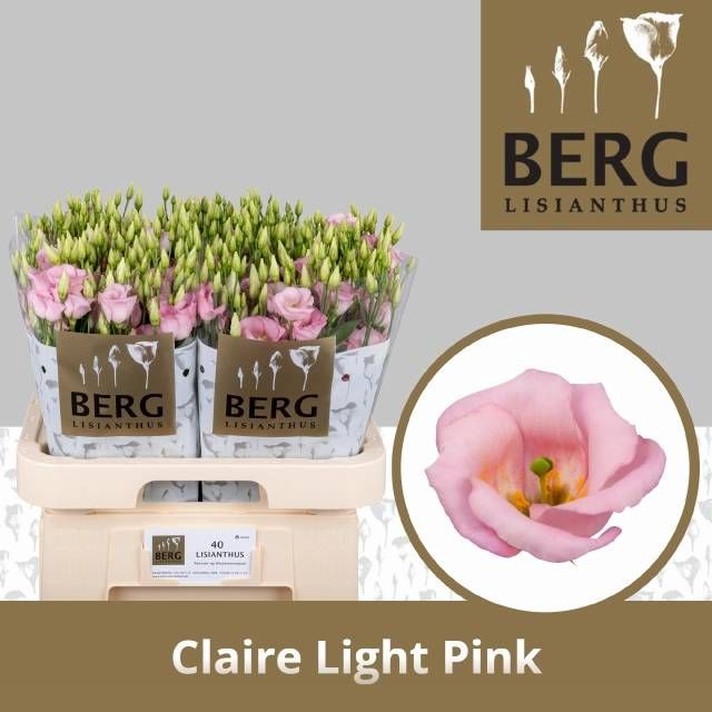 <h4>EUS E CLAIRE L PINK</h4>