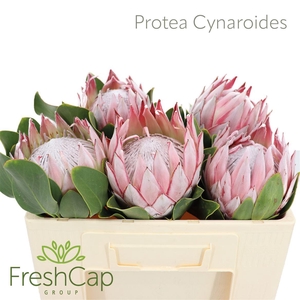 Protea King Grande