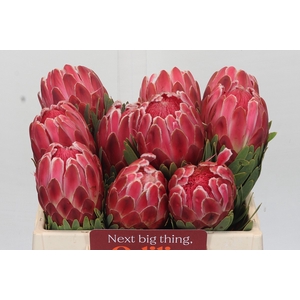 Protea Venus