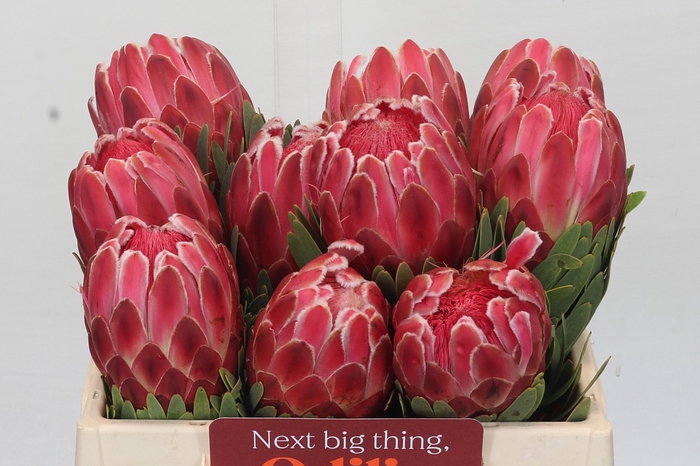 <h4>Protea Venus</h4>