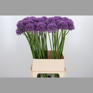 Allium Gladiator