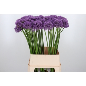 Allium Gladiator