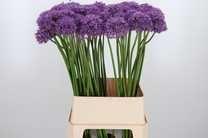 <h4>Allium Gladiator</h4>