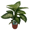 Dieffenbachia Tropic Snow