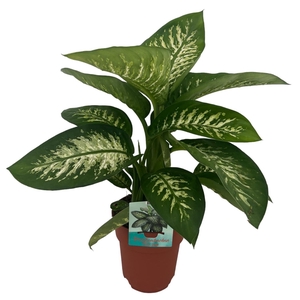 Dieffenbachia Tropic Snow