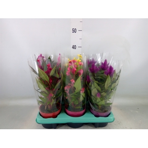 Celosia arg.   ...mix