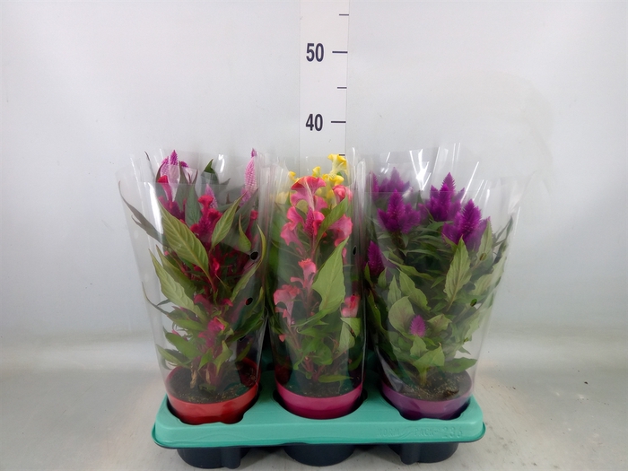 <h4>Celosia arg.   ...mix</h4>