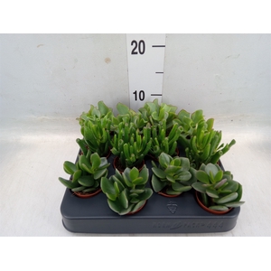 Crassula   ...mix