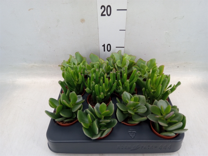 <h4>Crassula   ...mix</h4>