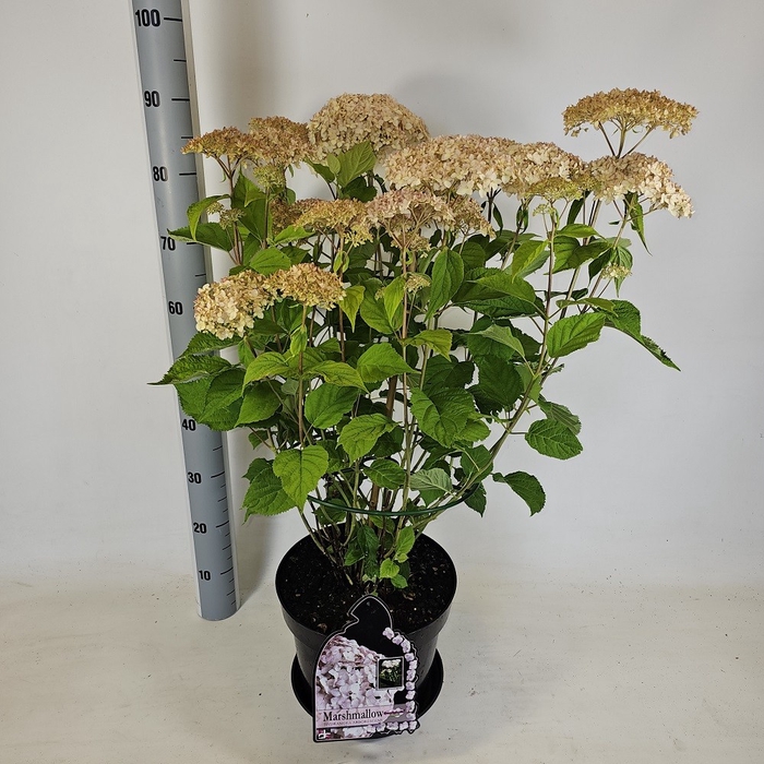 <h4>HYDR ARBORESCENS</h4>