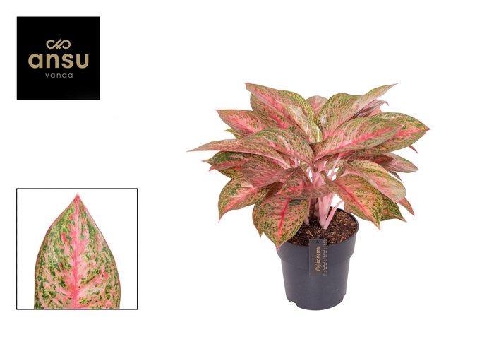 <h4>Aglaonema Tango Pink</h4>