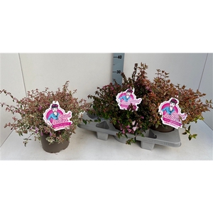 Abelia Mix in Tray 19T