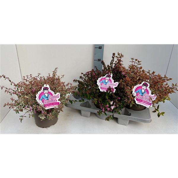 <h4>Abelia Mix in Tray 19T</h4>
