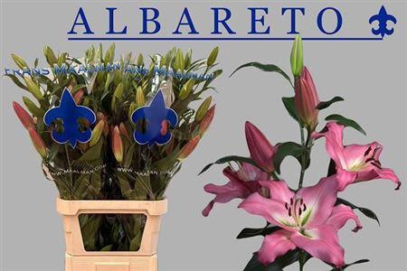 <h4>Li Ot Albareto 6+</h4>