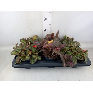 Episcia   ...