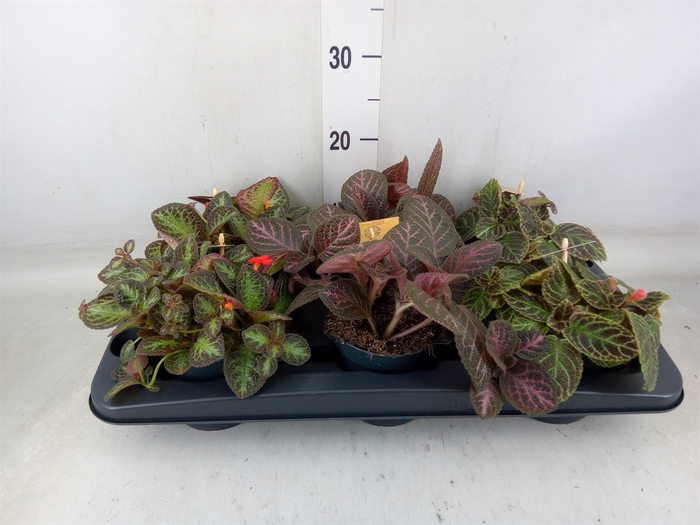 <h4>Episcia   ...</h4>