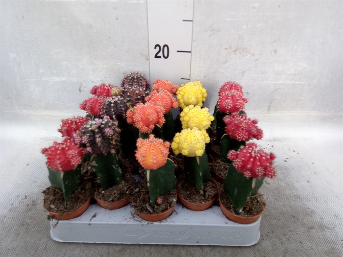 Gymnocalycium mihanov. 'Japan'  mix