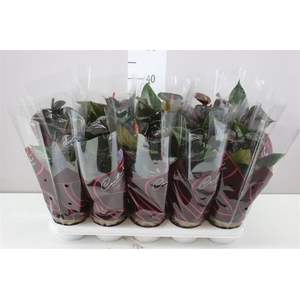 Anth An Black Love A2