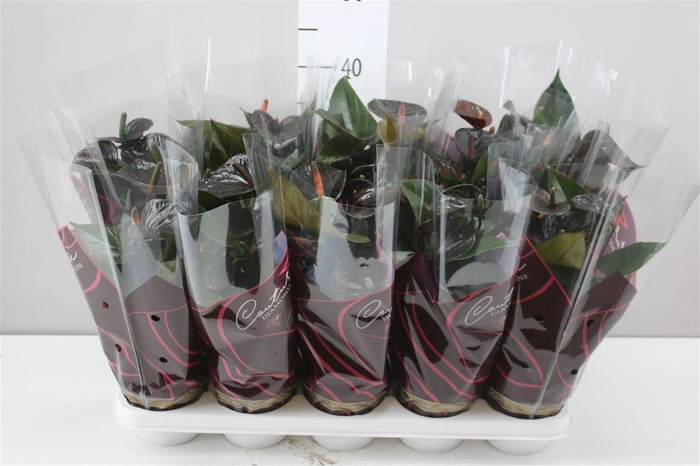 <h4>Anth An Black Love A2</h4>