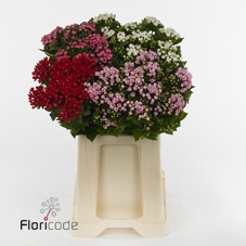 Bouvardia do exclusive mix in bucket