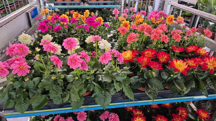 <h4>DAHLIA MIXK 5 KL</h4>