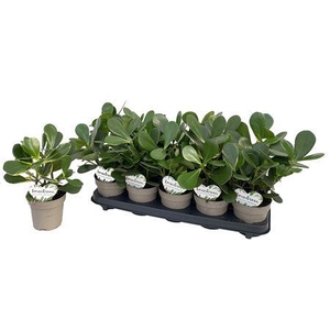 Clusia Rosea Variagata P12