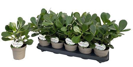 <h4>Clusia Rosea Variagata P12</h4>