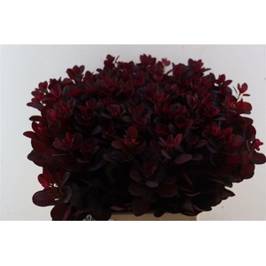 Cotinus Coggygria Rp