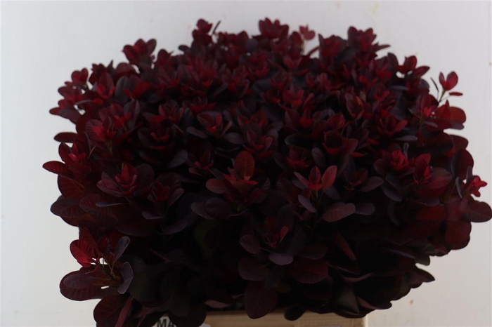 <h4>Cotinus Coggygria Rp</h4>