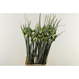 Allium Kenton (puntmuts)
