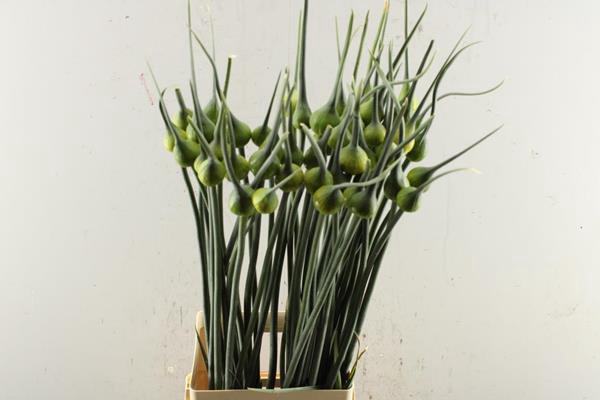 <h4>Allium Kenton (puntmuts)</h4>