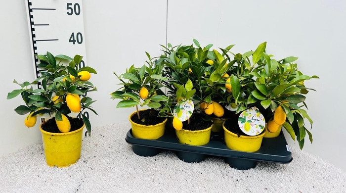 <h4>CITROF FLORIDANA</h4>