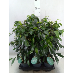 Ficus benja. 'Danielle'