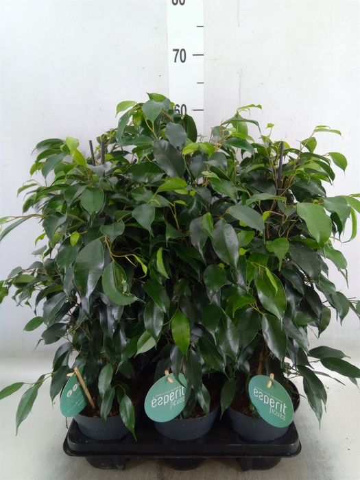 <h4>Ficus benja. 'Danielle'</h4>