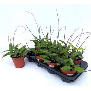 Hoya Carnosa 12Ø 20cm