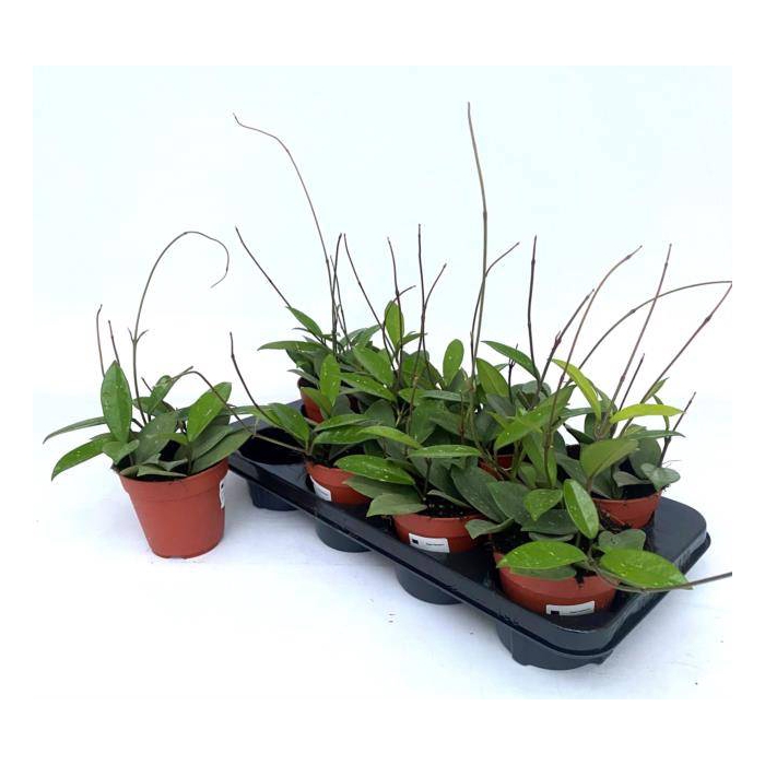<h4>Hoya Carnosa 12Ø 20cm</h4>