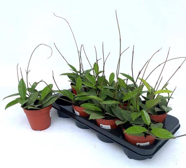 Hoya Carnosa 12Ø 20cm