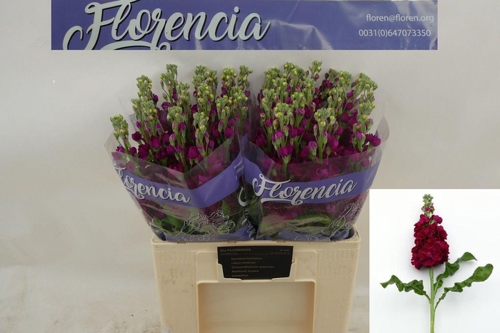 <h4>MATTH FRANCESCA</h4>