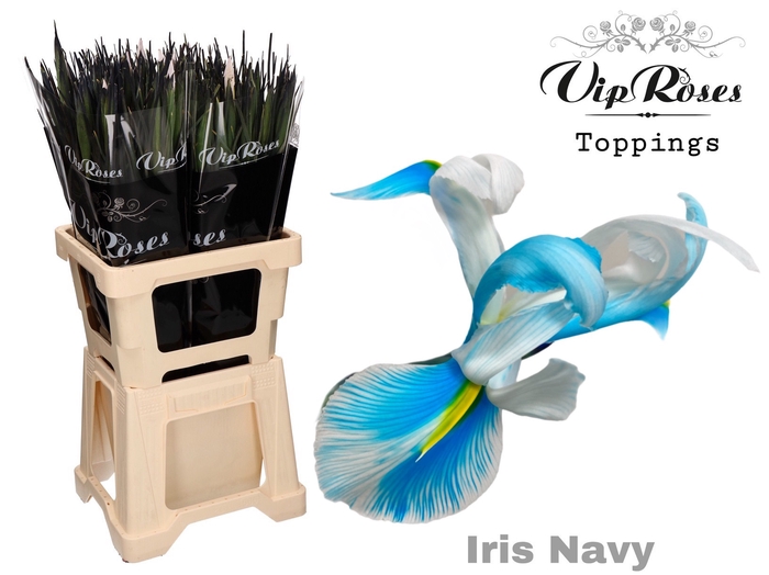 <h4>Iris Vip Navy</h4>