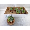 Arr.  Succulents L%