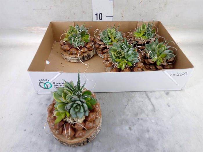 Arr.  Succulents L%
