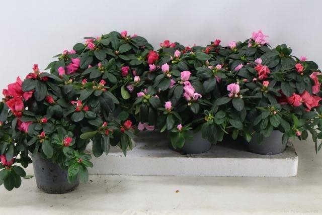 <h4>RHODO SI VOGEL GEM</h4>