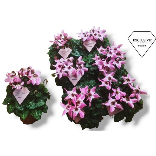 Cyclamen persicum kleinbloemig Super Serie Angels