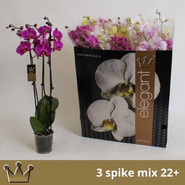 <h4>PHAL GEM 7 KL</h4>